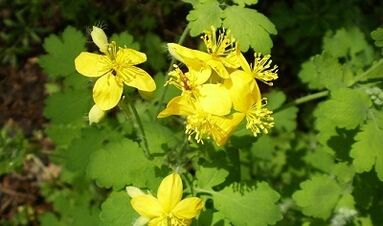 Regeln für die Verwendung von Celandine aus Warzen