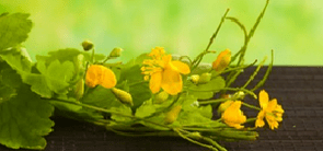 Blumen reinigen