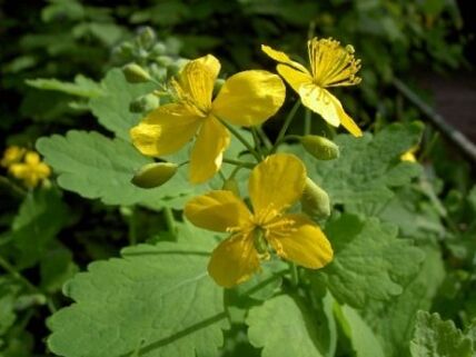 Schöllkrautgrasblüten gegen Warzen